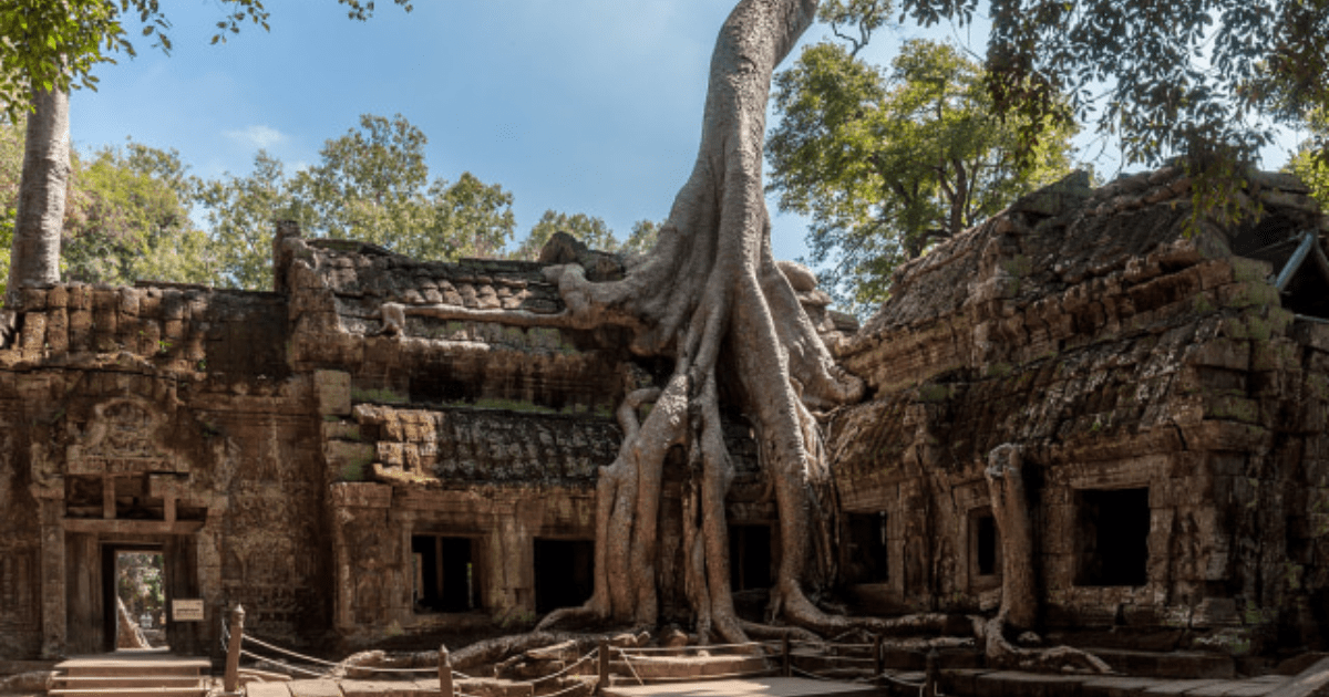 Ta Prohm 2025