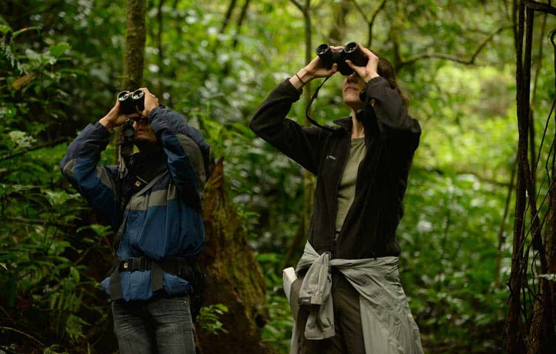 Ilustrasi birdwatching costa rica untuk artikel Birdwatching Costa Rica Menjadi Sektor Pariwisata yang Tumbuh…