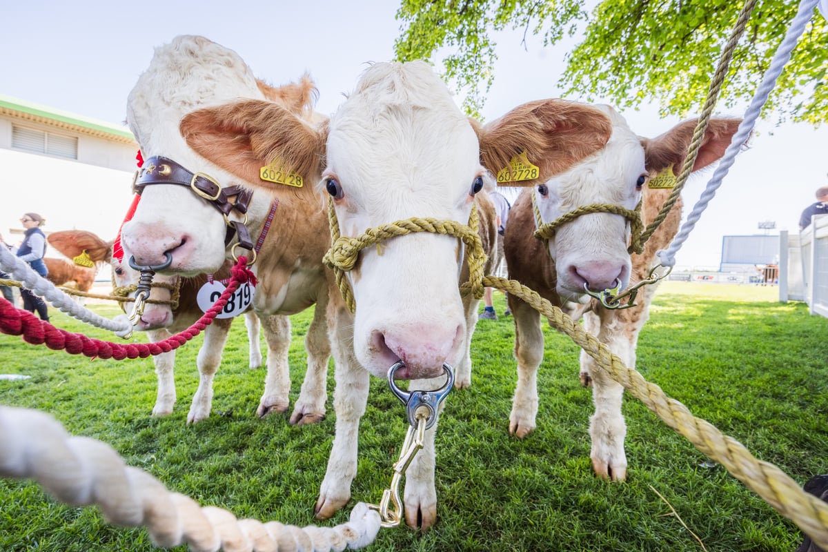 Ilustrasi royal highland show untuk artikel Royal Highland Show 2026: Pertanian, Kuliner, dan Hiburan…