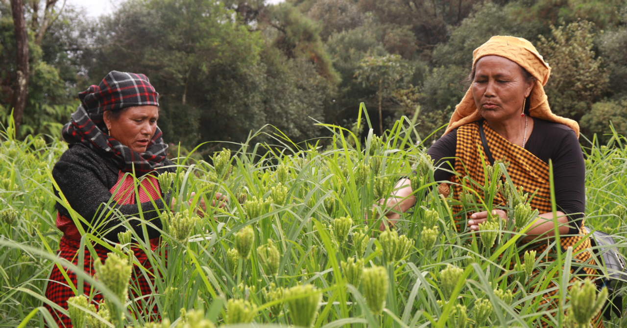 Ilustrasi millet nagaland untuk artikel Millet Nagaland: 90 Petani Hidupkan Kembali Budidaya Tradisional